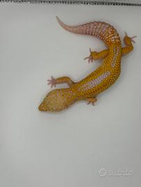 Geco leopardino