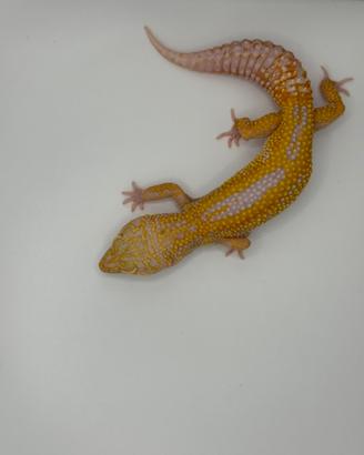 Geco leopardino