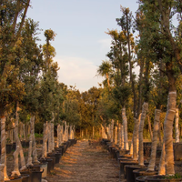 Piante di Leccio