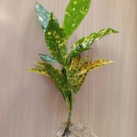 Pianta di Croton con radici