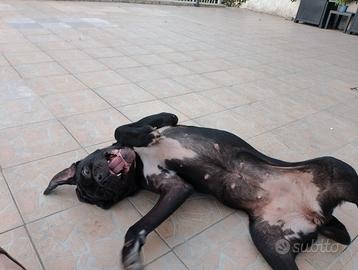 Femmina di cane corso