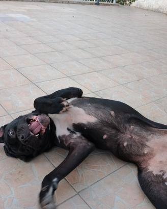Femmina di cane corso