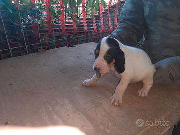 Cuccioli di ariegeois nati il 10.04.2026