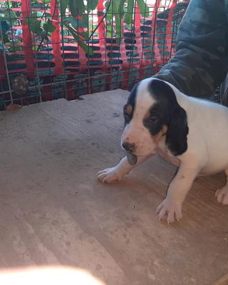 Cuccioli di ariegeois nati il 10.04.2026