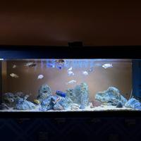 ACQUARIO COMPLETO - 450 litri