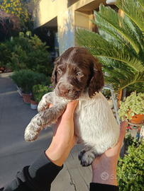 Cuccioli di cocker springer