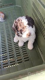 Lagotto