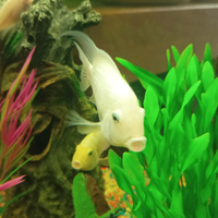 Pesci