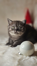 Cucciolo gatto british shorthair