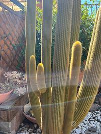 Talee cactus boliviano