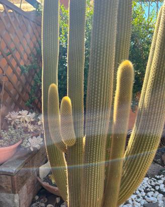 Talee cactus boliviano