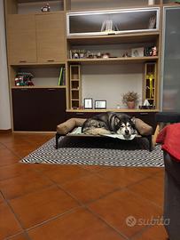 Alaskan malamute femmina