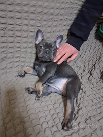 Bulldog Francese