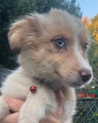 Australian Shepherd cucciola Pastore Australiano