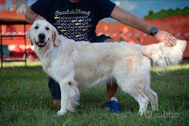 Golden retriever femmina in adozione