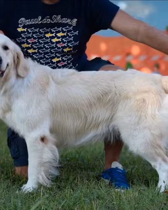 Golden retriever femmina in adozione