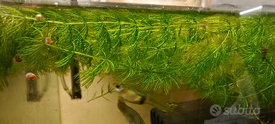 Ceratophyllum demersum (Ceratofillo) Pianta acqu