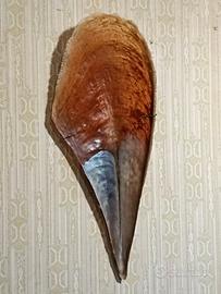 nacchera 