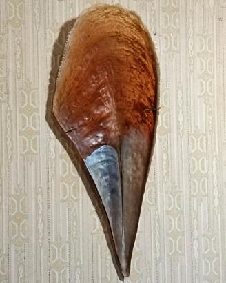 nacchera 
