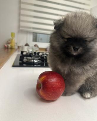 Animali spitz di Pomerania