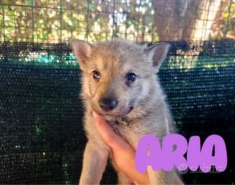 Cuccioli Lupo Cecoslovacco