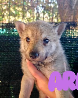 Cuccioli Lupo Cecoslovacco