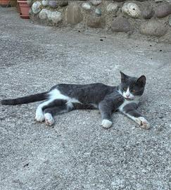 Gattine di 4 mesi