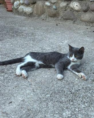 Gattine di 4 mesi