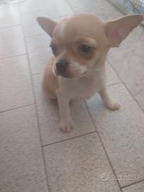 Chihuahua testa di mela