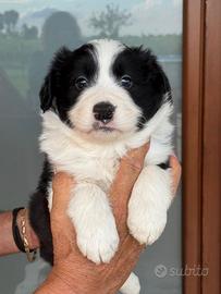 cuccioli di border collie