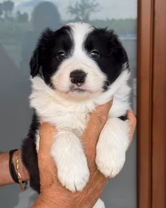 cuccioli di border collie