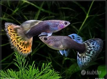 Guppy pesci
