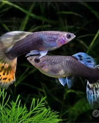 Guppy pesci