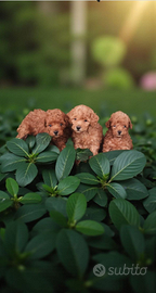 Barboncino Toy pedigree ENCI