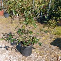 Olea Fragrance pianta sempreverde profumata