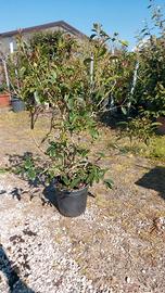 Olea Fragrance pianta sempreverde profumata