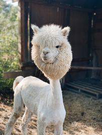 Alpaca e Lama Tosatura