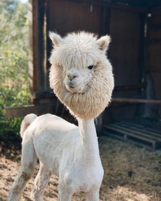 Alpaca e Lama Tosatura