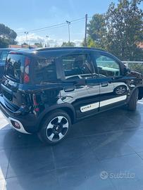 Pandina ybrida 2024 Prezzo Trattabile