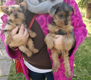 Cuccioli Razza Morkie- Yorkshire e Maltese