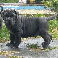 Ultimo cucciolo di mastino napoletano