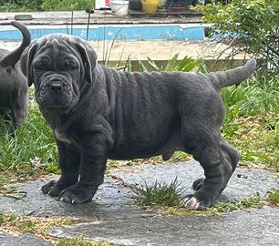 Ultimo cucciolo di mastino napoletano