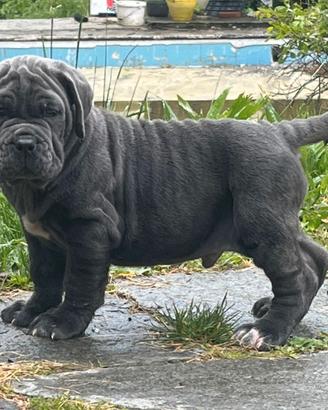 Prenotazione cuccioli di mastino napoletano