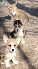 Cuccioli di Welsh Corgi Pembroke