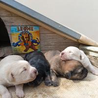 Cagnolini dolci e affettuosi