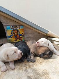 Cagnolini dolci e affettuosi