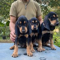 Cuccioli Di Segugio Italiano con Pedigree Enci