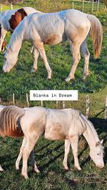 Puledra 1 anni appaloosa bollino oro