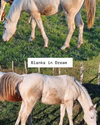 Puledra 1 anni appaloosa bollino oro