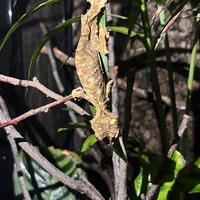 Uroplatus Phantasticus